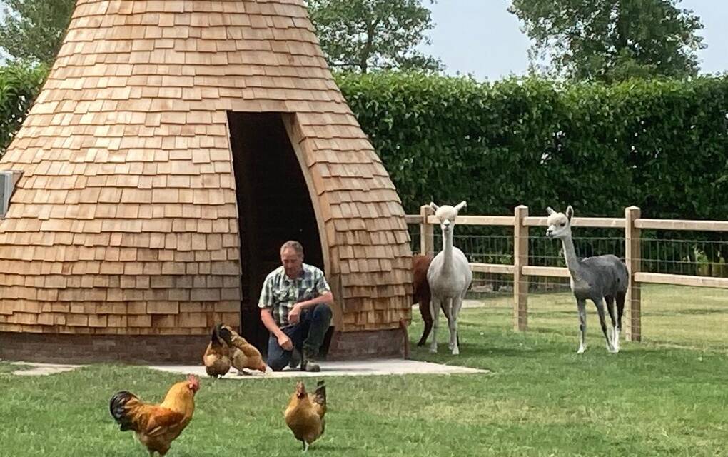 De alpaca&rsquo;s in de weide op Camping de Boskreek.