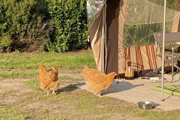 Op &lsquo;Adult only&rsquo; camping De Nieuwe Riet scharrelen de kippen vrij rond. 